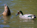 Falcated Duck (WWT Slimbridge June 2009) - pic by Nigel Key